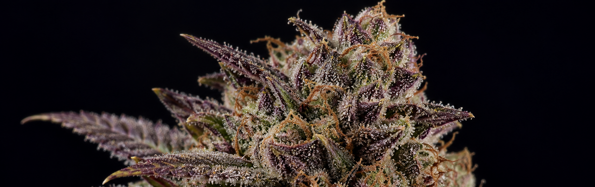 Why Is Some Cannabis Flower Purple? What the Color Actually Means