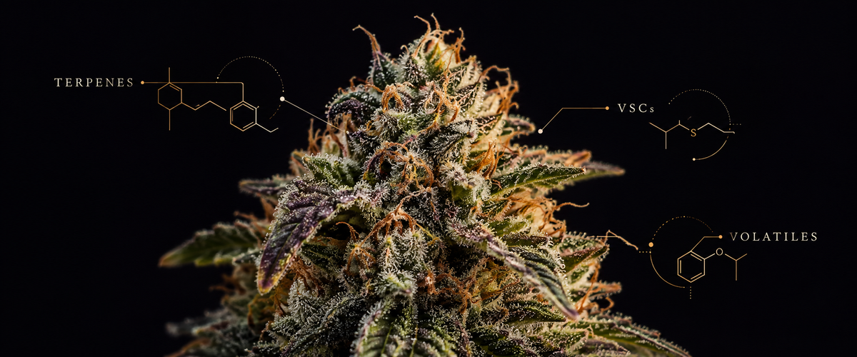 Why Does Cannabis Smell So Strong? Terpenes Aren't the Whole Story