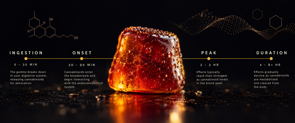 How Long Do THC Gummies Last? Onset, Peak and Duration Explained