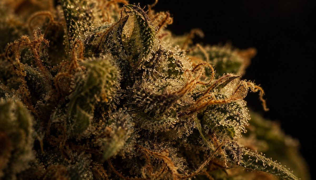 What Are Cannabis Trichomes? The Frost on Flower, Explained